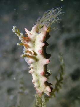 Image of Thorny sea cucumber