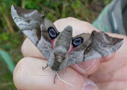 Image of Smerinthus ocellata (Linnaeus 1758)