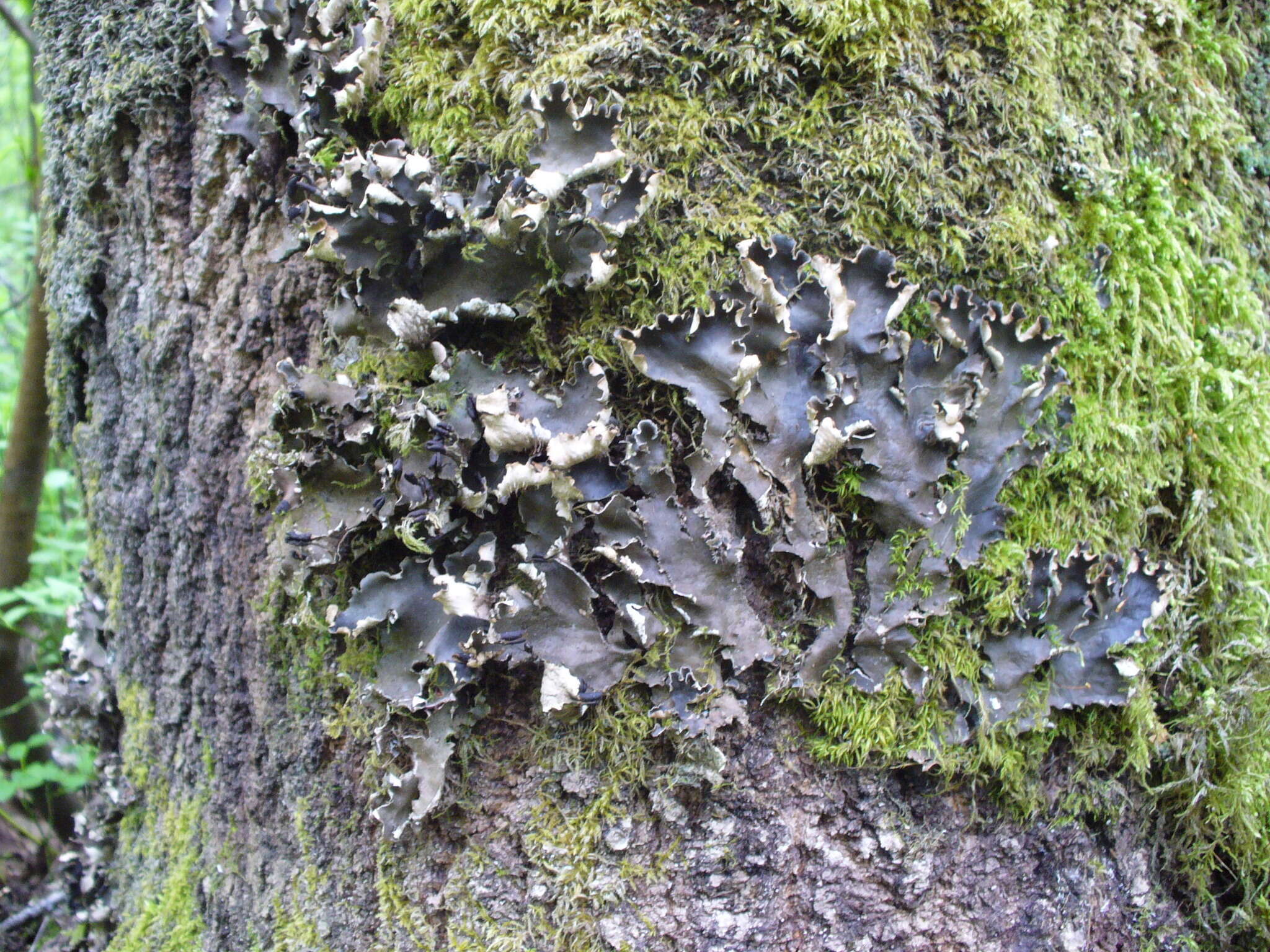 Image of Bluish dog-lichen;   Degen's felt lichen