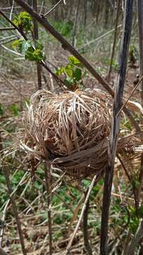 Image of harvest mouse