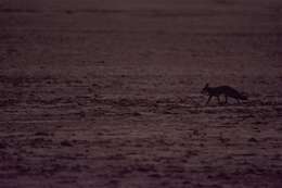 Image of Bengal Fox