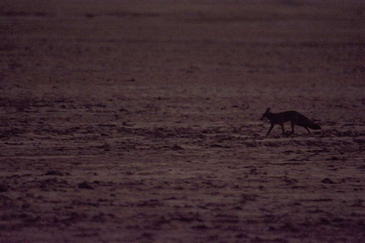 Imagem de Raposa-de-bengala