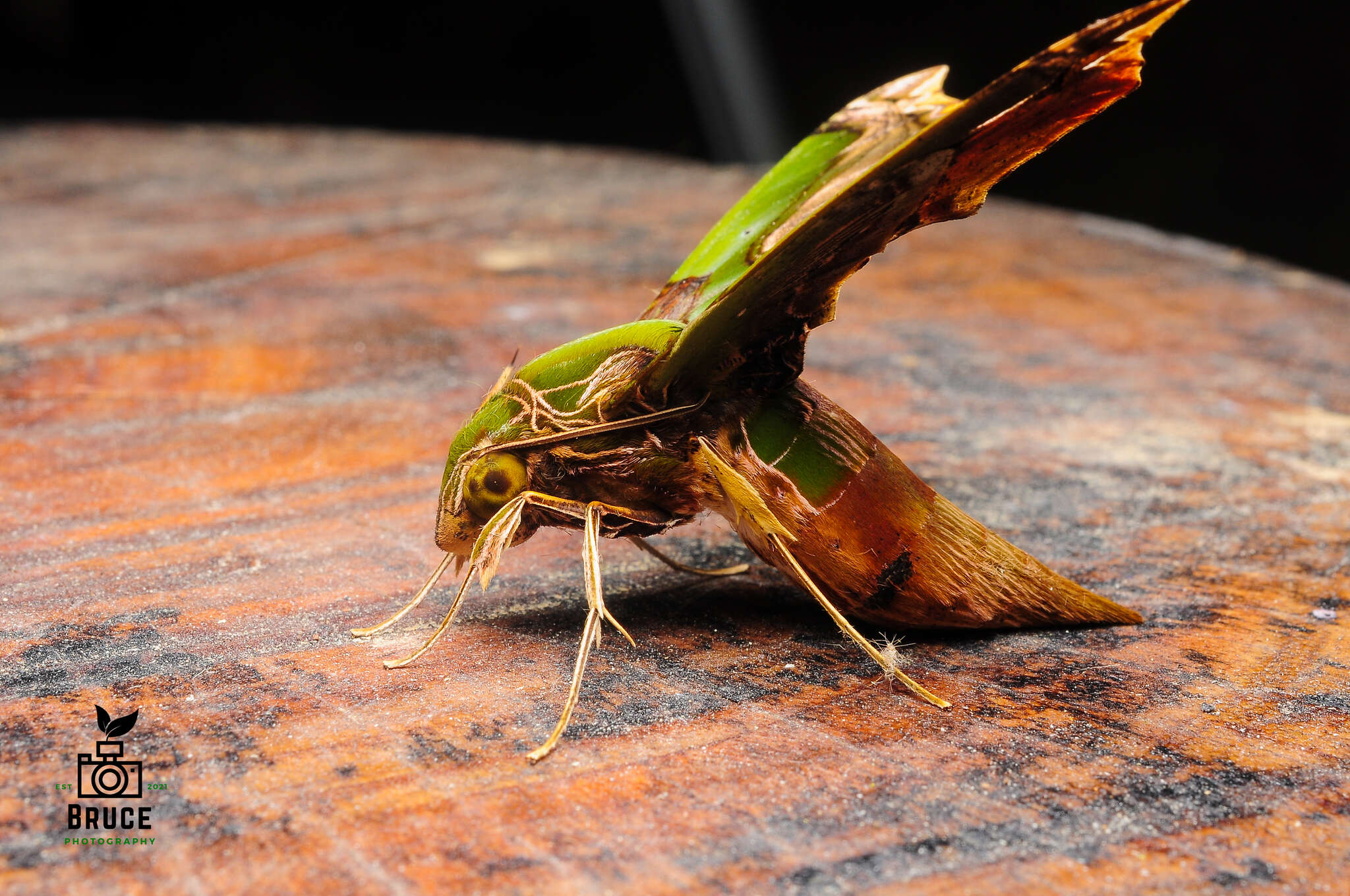 Image of Eupanacra busiris (Walker 1856)