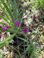 Image of tall ironweed