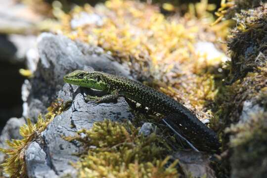 Image of Iberian rock lizard