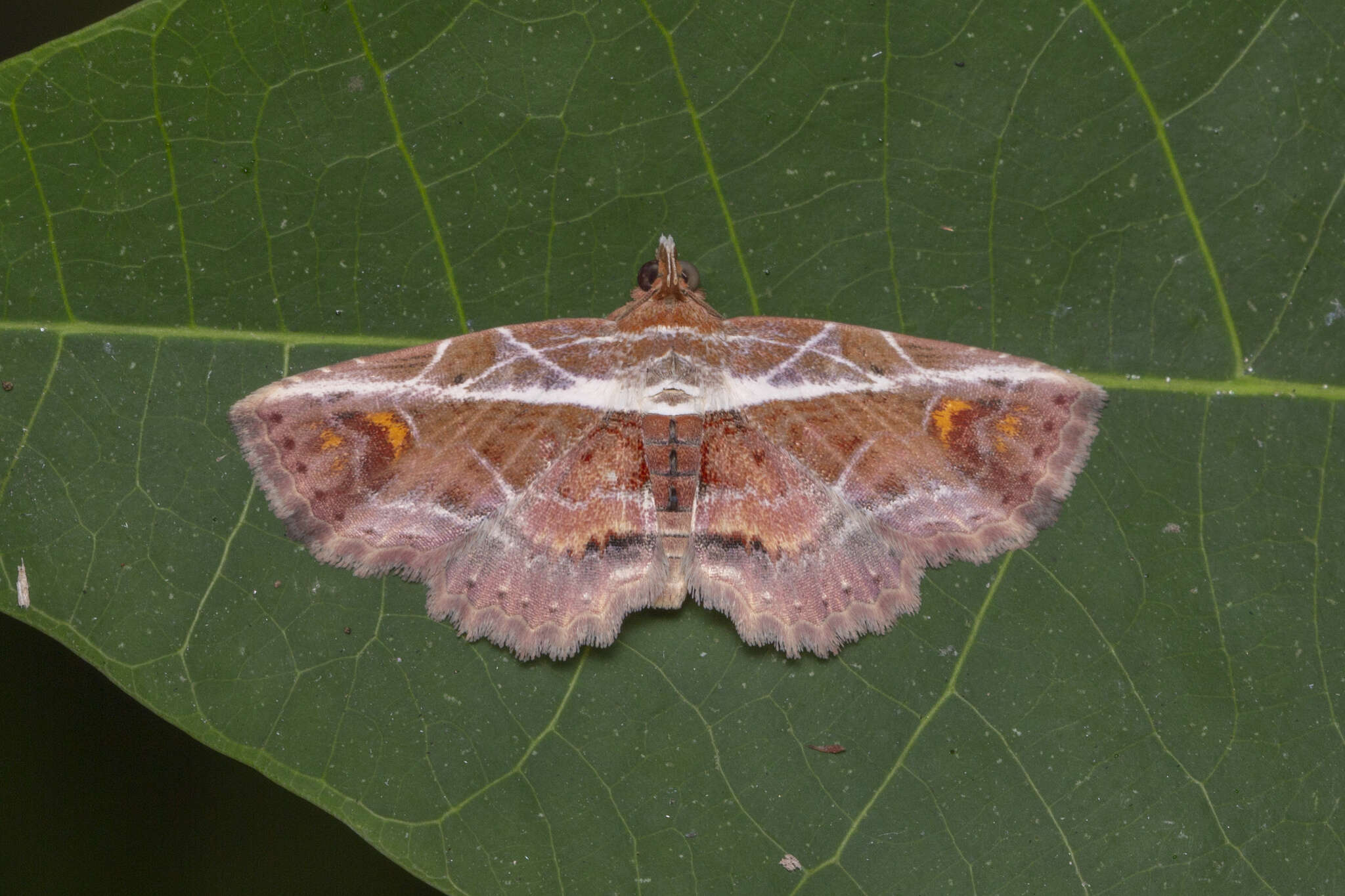 Eugnathia diagonalis Hampson 1910的圖片