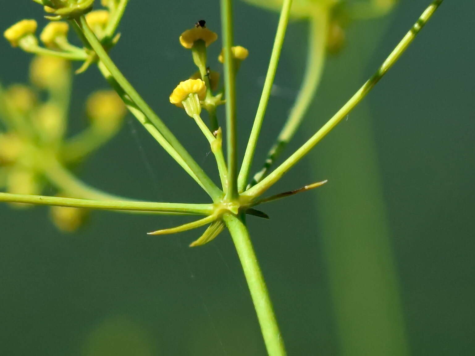 Bupleurum woronowii Mandenova的圖片