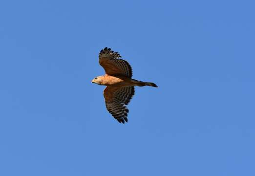 Image of Buteo lineatus alleni Ridgway 1885