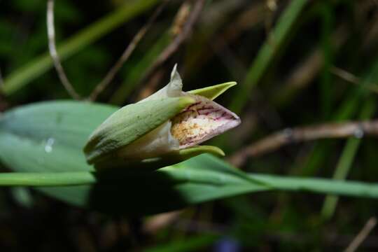 Image of Cleistes grandiflora (Aubl.) Schltr.