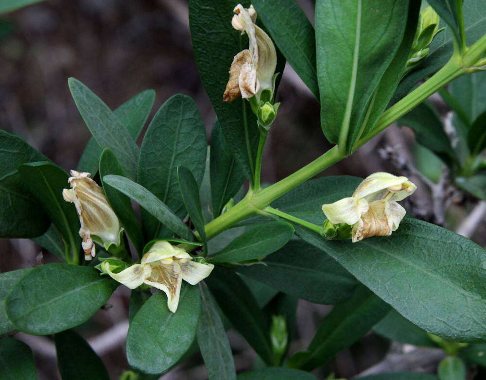 Image of Justicia hyssopifolia L.