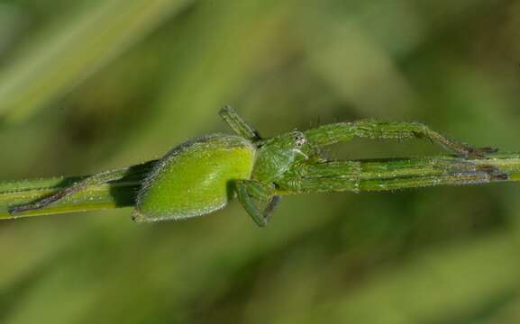 Image of Micrommata ligurina (C. L. Koch 1845)