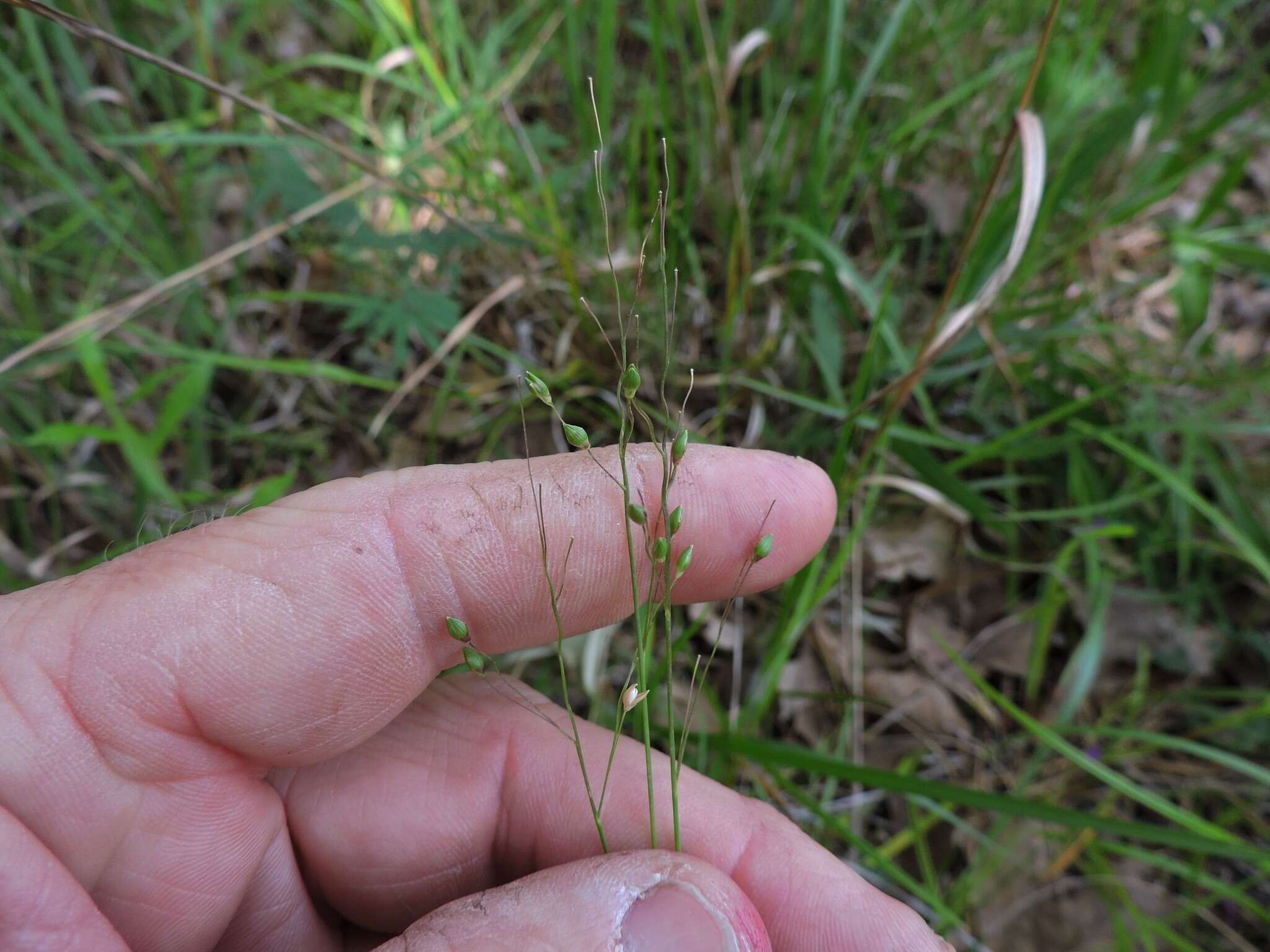 Image of starved panicgrass