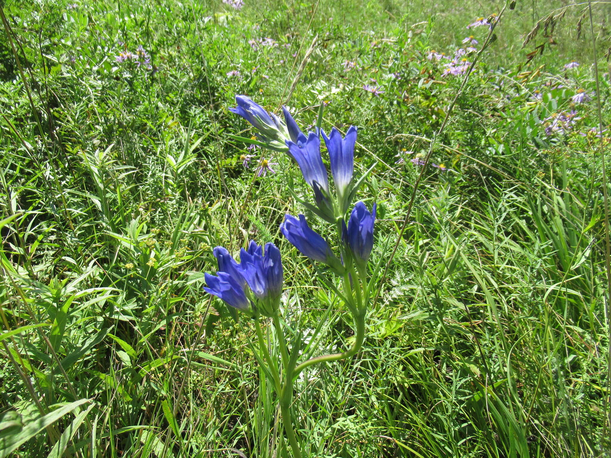 صورة Gentiana decumbens L. fil.