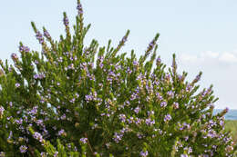 Image of Fountain bush