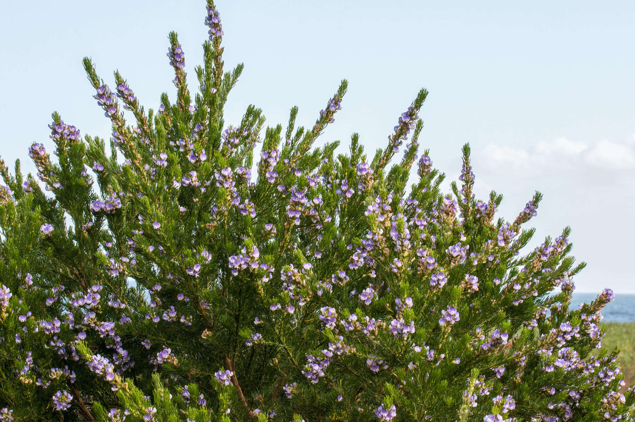 Plancia ëd Psoralea pinnata L.