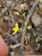 Image de Hesperolinon adenophyllum (Gray) Small