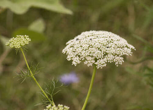 Imagem de Visnaga