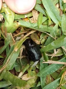 Image of black lawn beetle