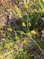 Слика од Cyperus hystricinus Fernald