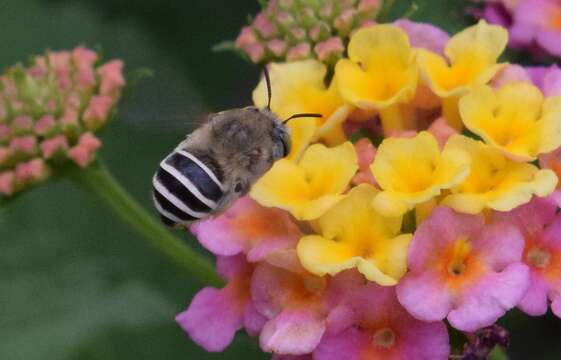 Image of California Anthophora