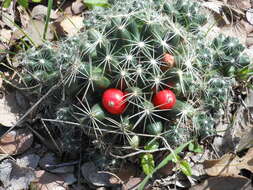 Image of Escobaria missouriensis var. similis (Engelm.) N. P. Taylor