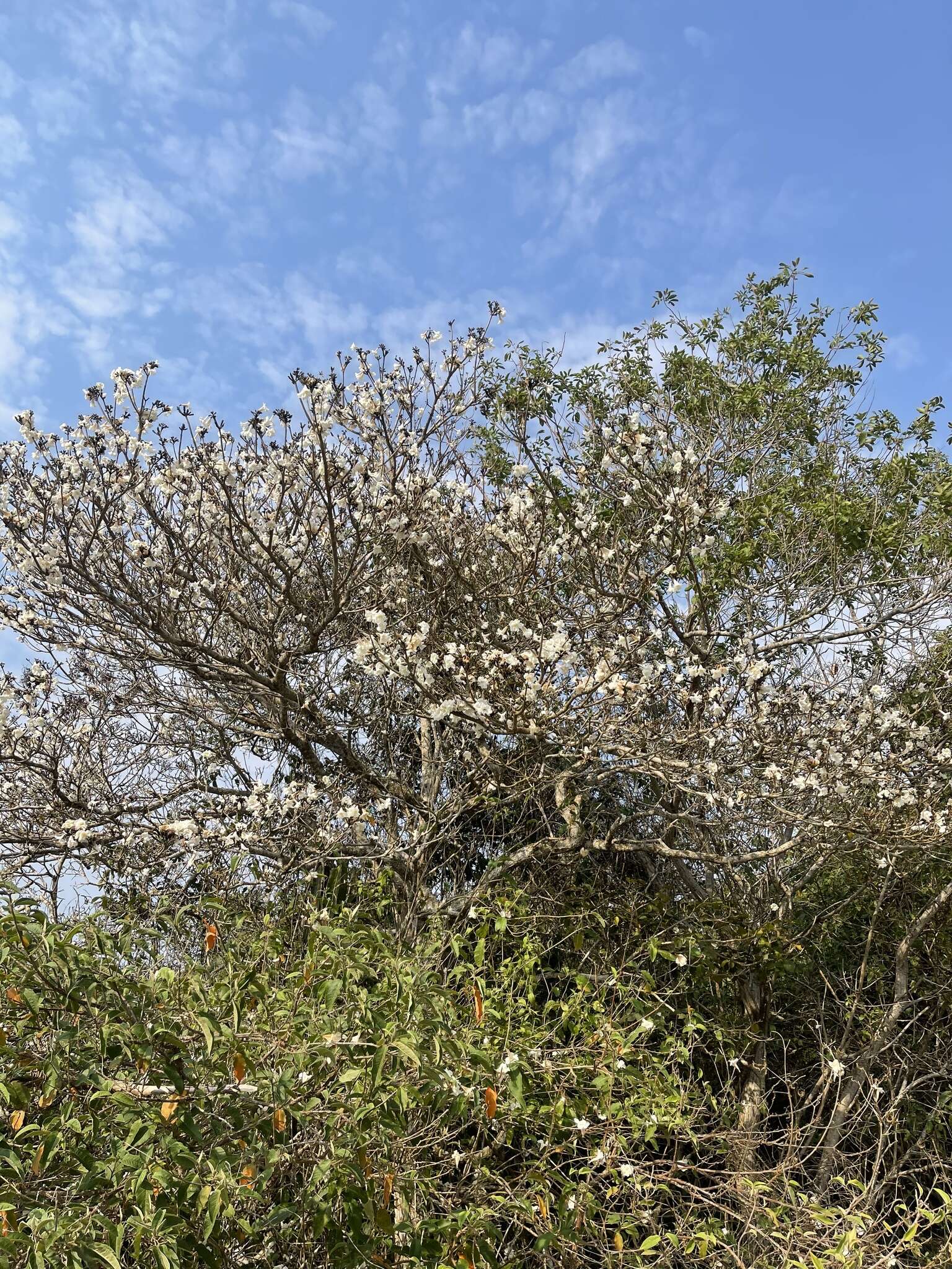 Image of White ipê