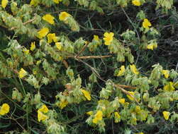 Helianthemum syriacum (Jacq.) Dum.-Courset resmi