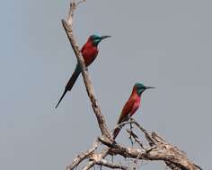 Image of Northern Carmine Bee-eater