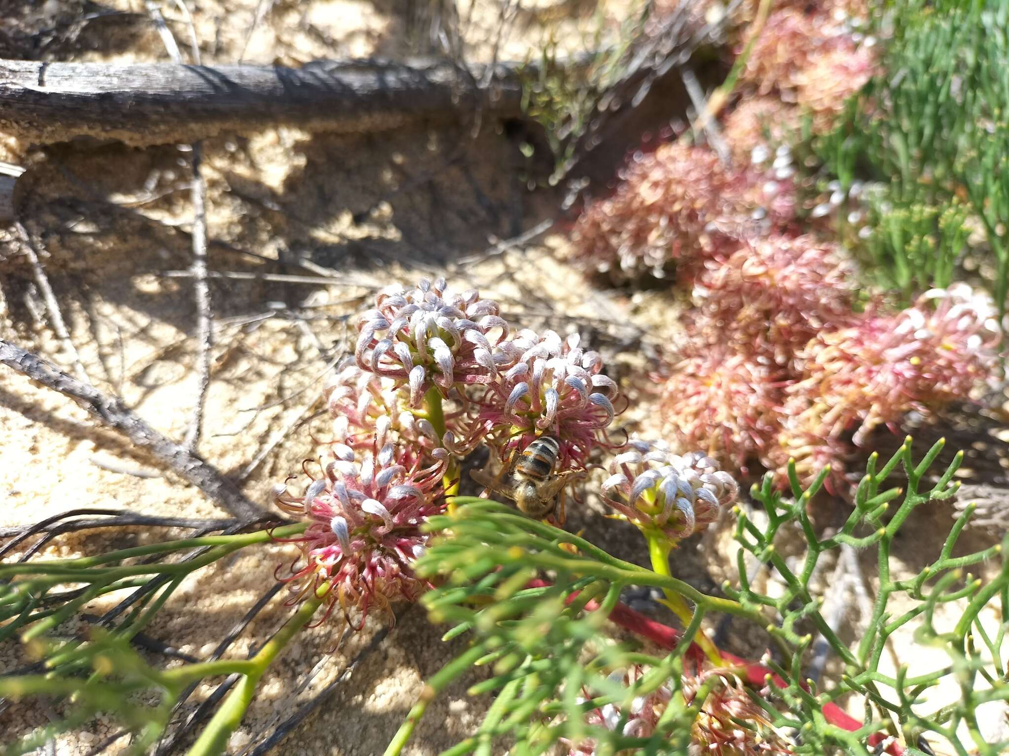 Image of Serruria cygnea R. Br.