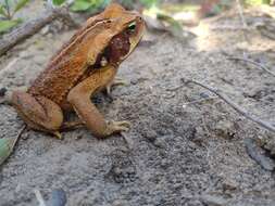 صورة Rhinella crucifer (Wied-Neuwied 1821)