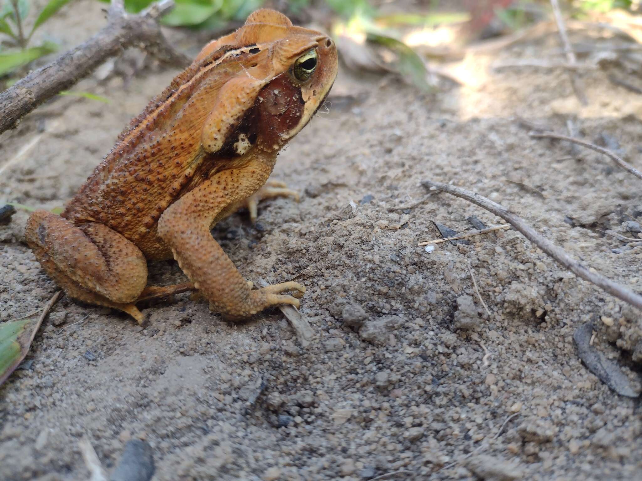 صورة Rhinella crucifer (Wied-Neuwied 1821)