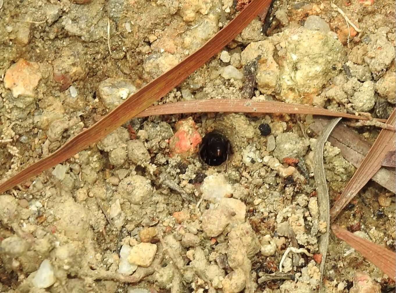 Image of <i>Odontoponera denticulata</i> (Smith)