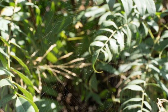 Image de Araneus gemma (McCook 1888)