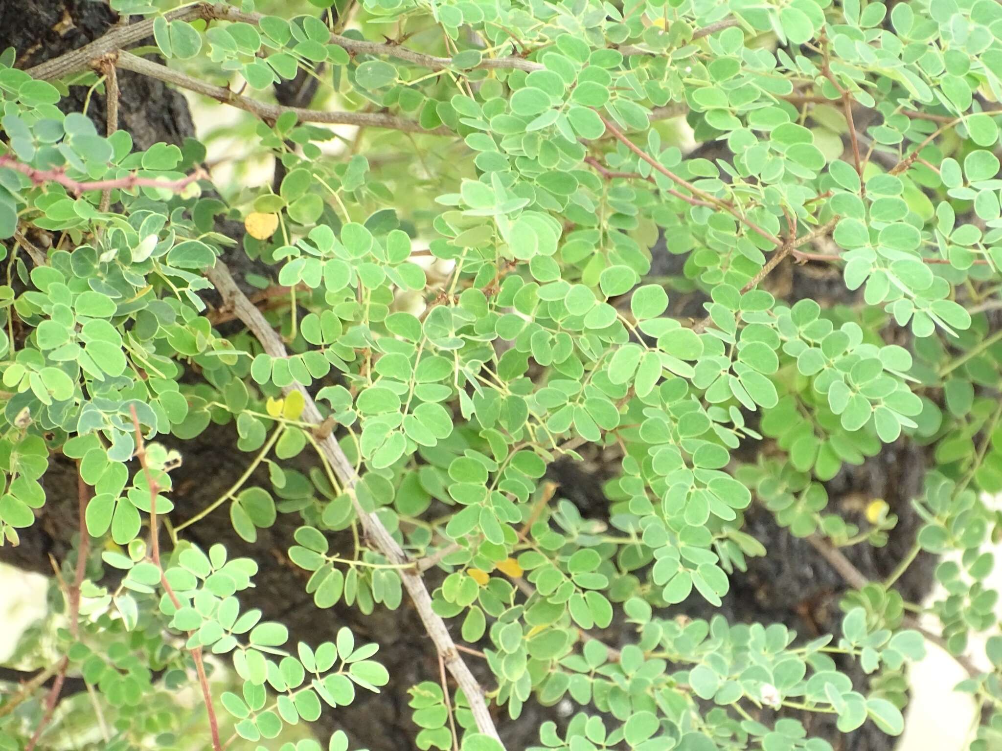 Image of Senegalia gourmaensis (A. Chev.) Kyal. & Boatwr.