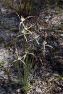 Image of Caladenia nobilis Hopper & A. P. Br.