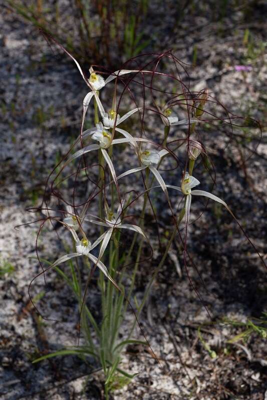 Image of Caladenia nobilis Hopper & A. P. Br.