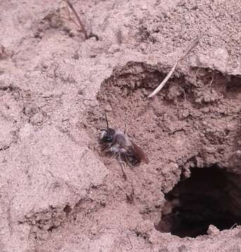 Image of Ashy Mining Bee