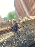 Image of Black lace-weaver