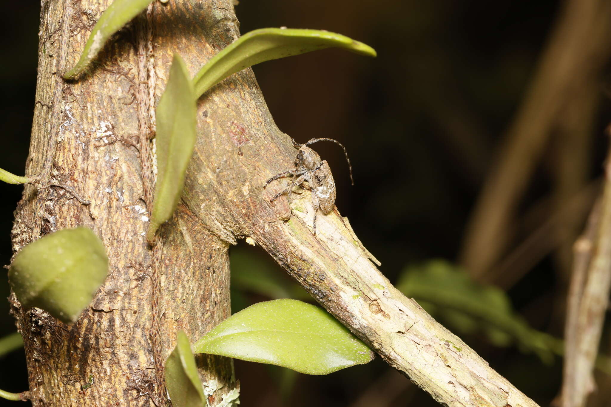 Image of Desisa subfasciata (Pascoe 1862)