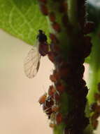 Image of Aphis (Aphis) ceanothi Clarke & W. T. 1903