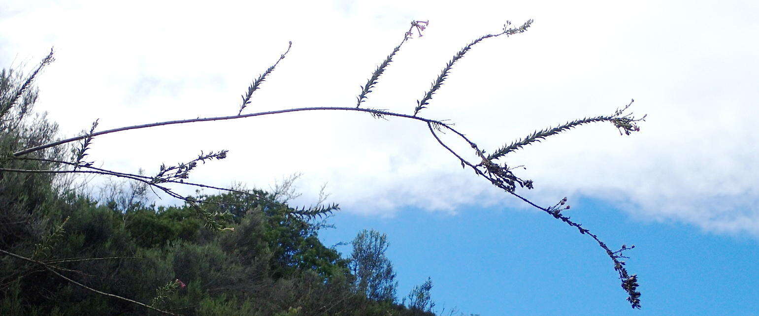 Image of Freylinia vlokii E. J. Van Jaarsveld