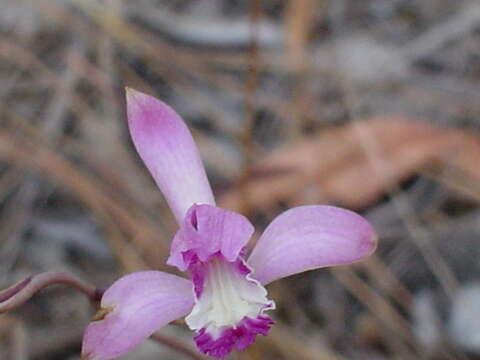 Image of Bletia lilacina A. Rich. & Galeotti