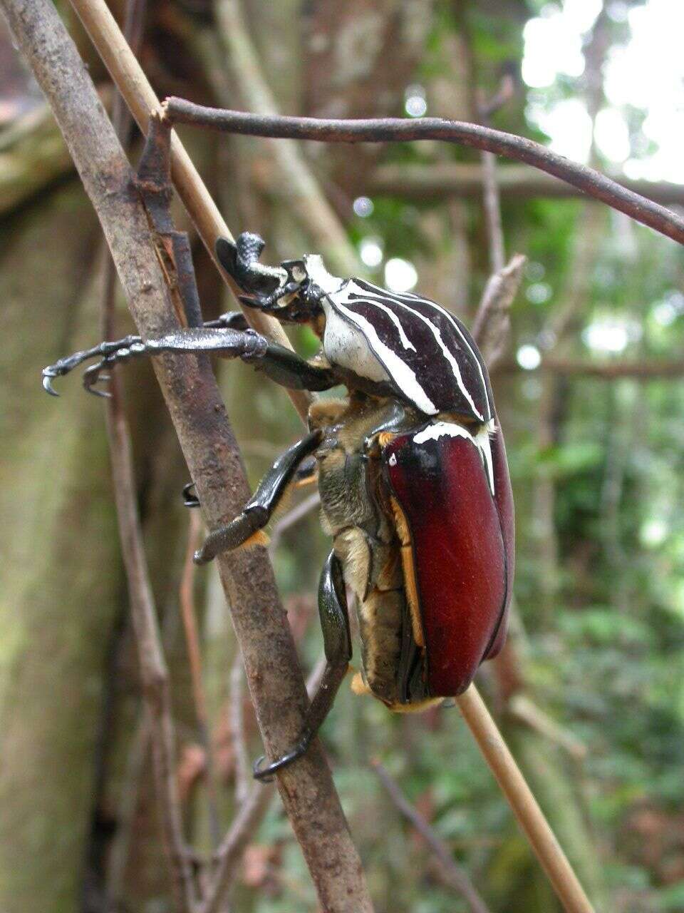 Image of Goliathus goliatus (Linnaeus 1771)