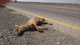 Image of golden jackal