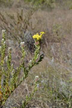 Image of Gnidia burchellii (Meissn.) Gilg