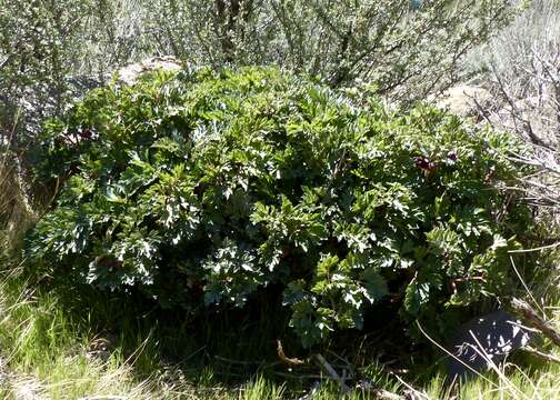 Image of Brown's peony