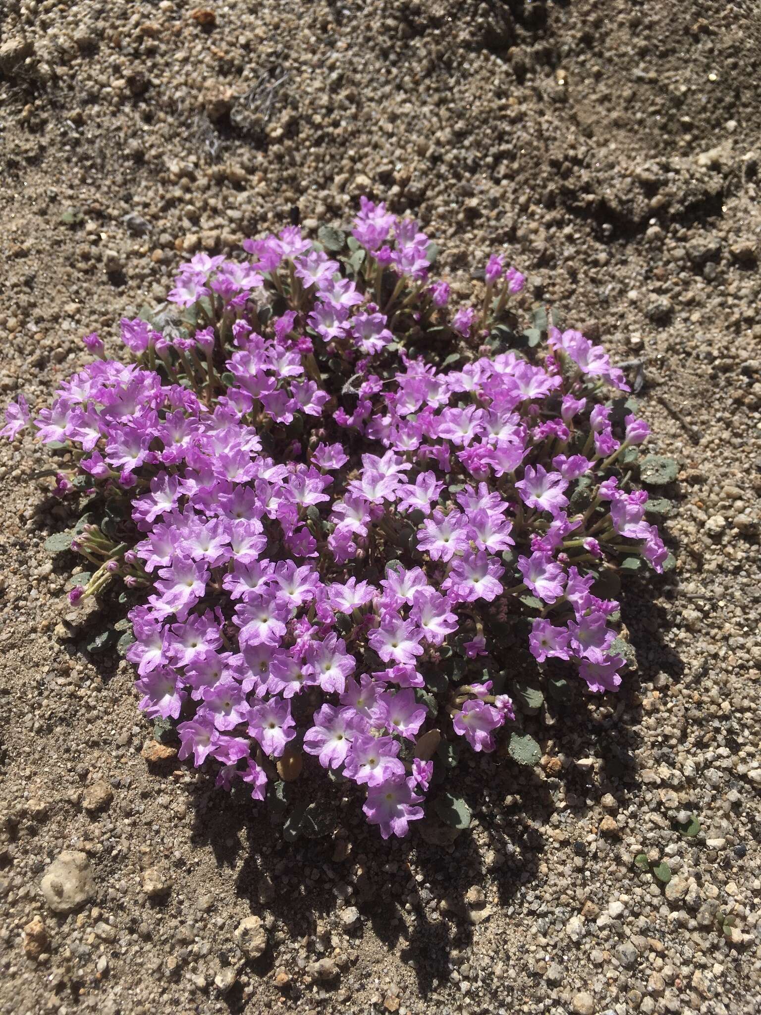 Image of Ramshaw Meadows Sand Verbena