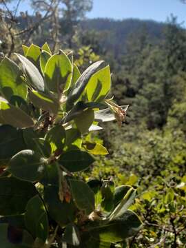 Plancia ëd Arctostaphylos crustacea subsp. crinita (J. E. Adams) V. T. Parker, M. C. Vasey & J. E. Keeley