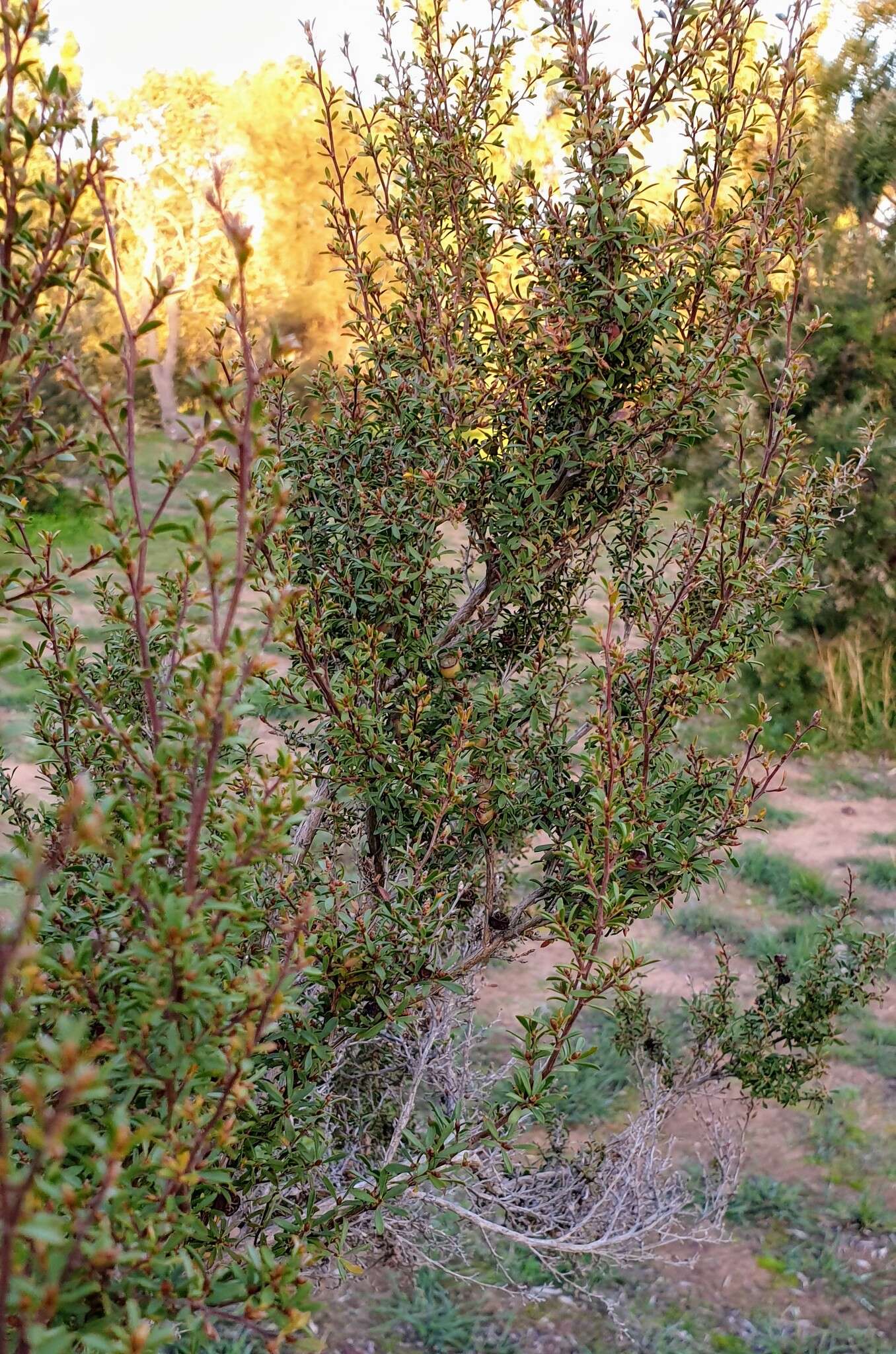 Sivun Leptospermum myrsinoides Schltdl. kuva