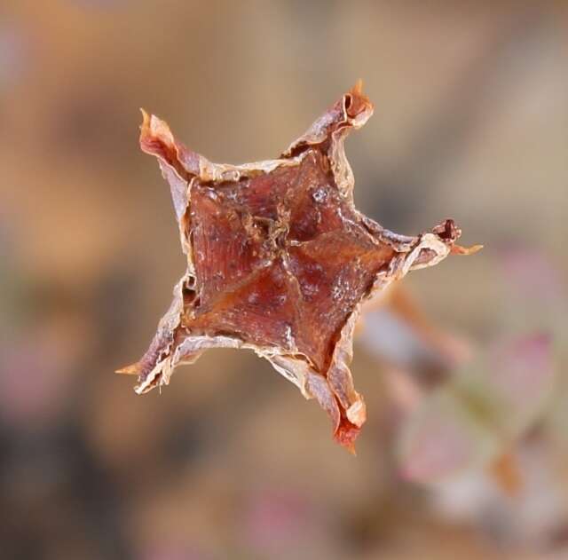 Imagem de Phiambolia persistens (L. Bol.) Klak